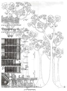 Canopée